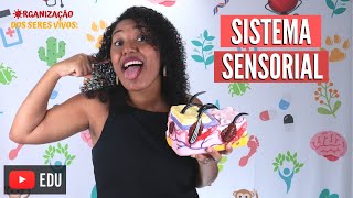 Sistema sensorial ou Sentidos Ep12 [upl. by Attenyt]