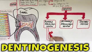 Dentinogenesis  Dentin Composition Structure Types and Formation [upl. by Yatnuahc]