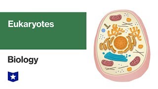 Eukaryotes  Biology [upl. by Nodearb]