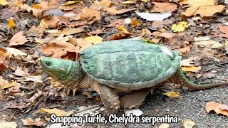 Snapping Turtle Chelydra serpentina [upl. by Hannavas]