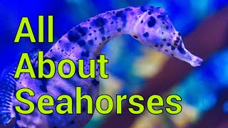 All About Seahorses  Tank setup Feeding Care and more [upl. by Magulac]