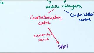 A2 Biology  Controlling heart rate OCR A Chapter 146 [upl. by Amlus]