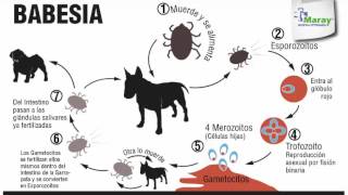 Babesia  clasificacion  transmision y ciclo de las garrapatas [upl. by Nazler]