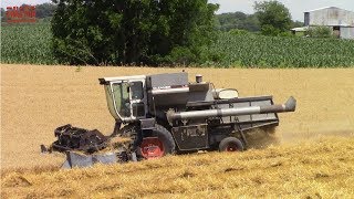 GLEANER Combines Harvesting Wheat [upl. by Helms]