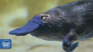 Duckbill Platypus  Australia [upl. by Casilde]