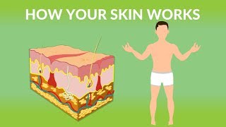 How Your Skin Works  How does the skin work Human skin Structure and Function [upl. by Tresa]