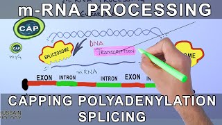 Overview of mRNA Processing in Eukaryotes [upl. by Occer636]