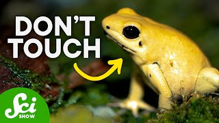 The Most Poisonous Animals on Earth [upl. by Aneer]