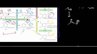 Biochemistry  Catecholamine Catabolism via MAO amp COMT [upl. by Nevuer161]