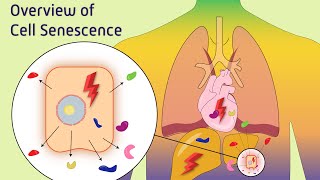 Overview of Cell Senescence [upl. by Favin]