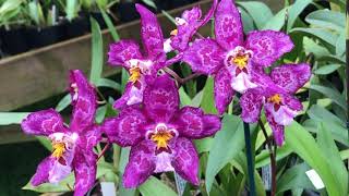 How to Care For and Repot Oncidium Orchids  Potting Mix Fertiliser Watering Diseases and Pests [upl. by Steep]