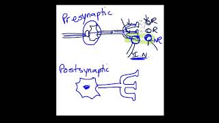 Presynaptic vs Postsynaptic Inhibition [upl. by Declan]