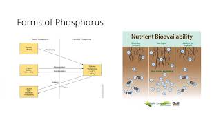 Plant Nutrients Macronutrients [upl. by Feldt732]