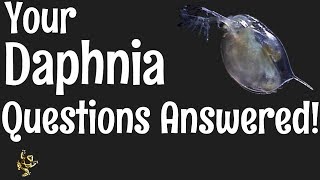 Daphnia Questions Answered [upl. by Spillar]