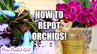 Orchid Care for Beginners  How to repot Phalaenopsis Orchids [upl. by Noissap101]