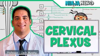 Neurology  Cervical Plexus [upl. by Nesnah388]