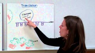 RNA Protein Synthesis [upl. by Korman]