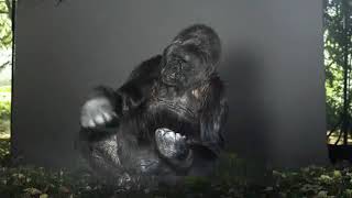 Koko the gorilla  Message for Humans [upl. by Aelat]