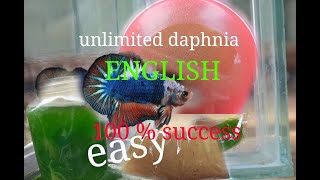 daphnia moina culture Easy way Unlimited production English  with sub Green water Chlorella [upl. by Euqinaj]