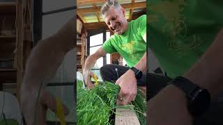 How to Harvest Chives All Season  Cut and Grow [upl. by Turley]