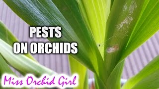 Signs of pests on Orchids [upl. by Asiral]