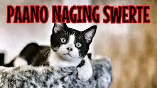 Paano Nagiging Swerte Ang Mga Pusa [upl. by Zitella]