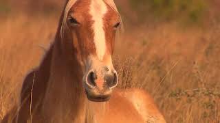 Wild Cumberland Island  Georgia Outdoors [upl. by Moreta]