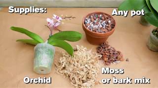 How to Repot an Orchid [upl. by Clare]