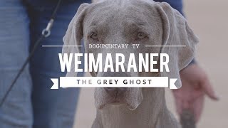 WEIMARANER BIG GAME HUNTER TO BIRD DOG [upl. by Velleman]