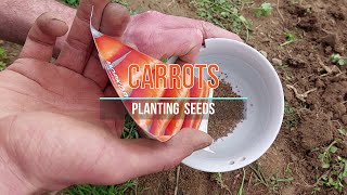 How to grow carrots from seeds  The sweetest homegrown organic carrots [upl. by Gut995]