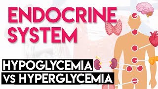 Hypoglycemia vs Hyperglycemia  Endocrine System Part 3 [upl. by Pinzler374]