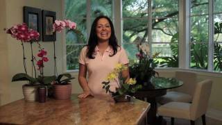 How to Choose and Care for Orchids  Costa Farms [upl. by Eixam733]