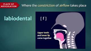 Introduction to Articulatory Phonetics Consonants [upl. by Ahsiken931]