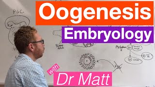 Oogenesis  Embryology [upl. by Attej]