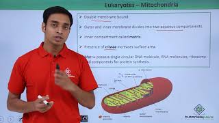 Class 11th  Eukaryotes – Mitochondria  Cell The unit of Life  Tutorials Point [upl. by Aifas488]