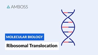 Ribosomal Translocation To the Endoplasmic Reticulum [upl. by Anyrak]