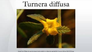 Turnera diffusa [upl. by Asylem57]