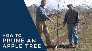 How to Prune an Apple Tree [upl. by Eimrej319]