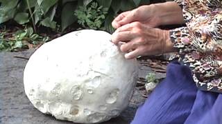 Edible Mushrooms Giant Puffball [upl. by Aramenta]