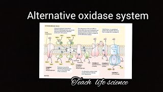 Alternative oxidase system Cyanide Resistant Respiration [upl. by Odlonra]