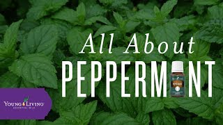 How to Use Peppermint Essential Oil  Young Living Essential Oils [upl. by Lasorella]