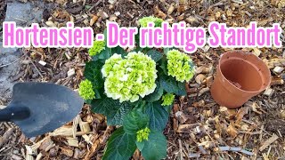 Hortensien der richtige Standort Wo Hortensien einpflanzen und welchen Boden Hydrangea [upl. by Reffineg756]