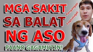 Mga Sakit sa Balat ng Aso  Paano Gagamutin  MasterVet  Official [upl. by Adnuhsal]