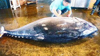 500KG giant bluefin tuna cutting for Sashimi [upl. by Cl576]