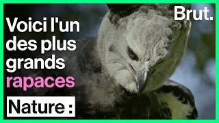 La harpie féroce est lun des plus grands rapaces dAmérique [upl. by Ikkir]