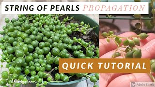 String of Pearls Propagation SHORTS [upl. by Eentroc]