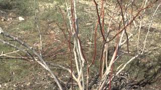 How to Prune a Blueberry Bush [upl. by Marlo]