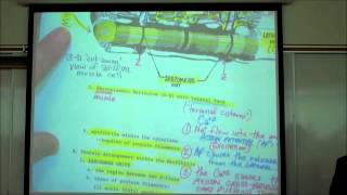 ANATOMY SKELETAL MUSCLE HISTOLOGY by Professor Fink [upl. by Shandra]