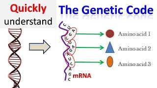 Genetic code [upl. by Aryamoy886]