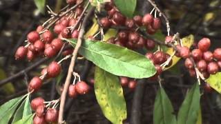 Edible Plants Autumn Olive [upl. by Max]